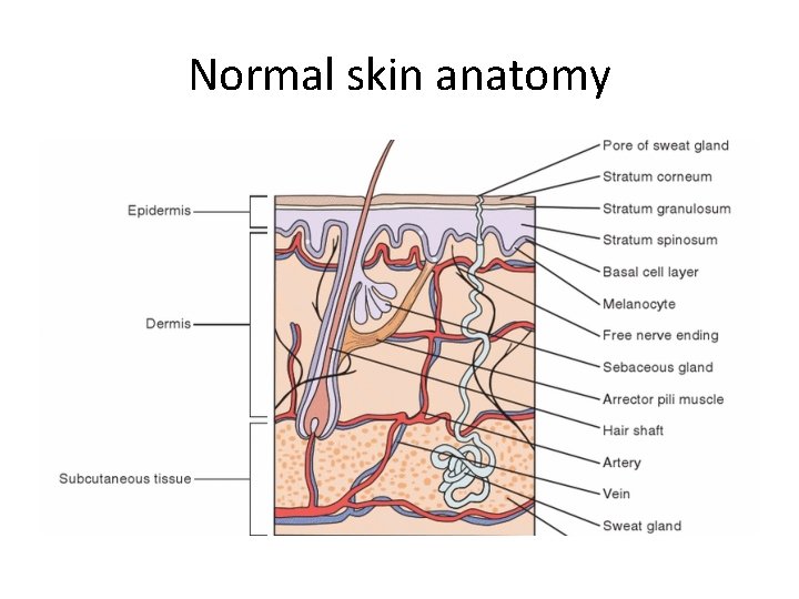 Normal skin anatomy 