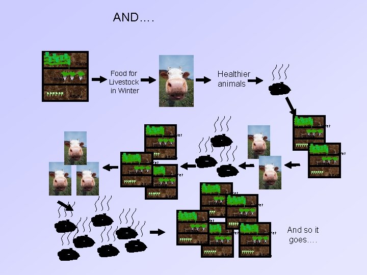 AND…. Clover Turnips Alfalfa Healthier animals Food for Livestock in Winter Clover Turnips Alfalfa