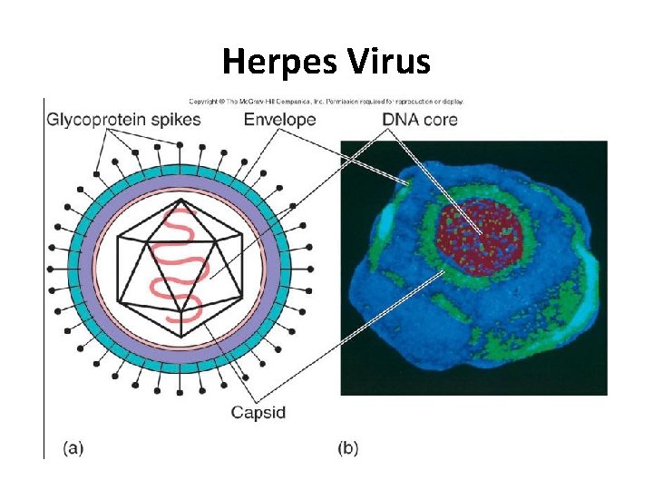 Herpes Virus 