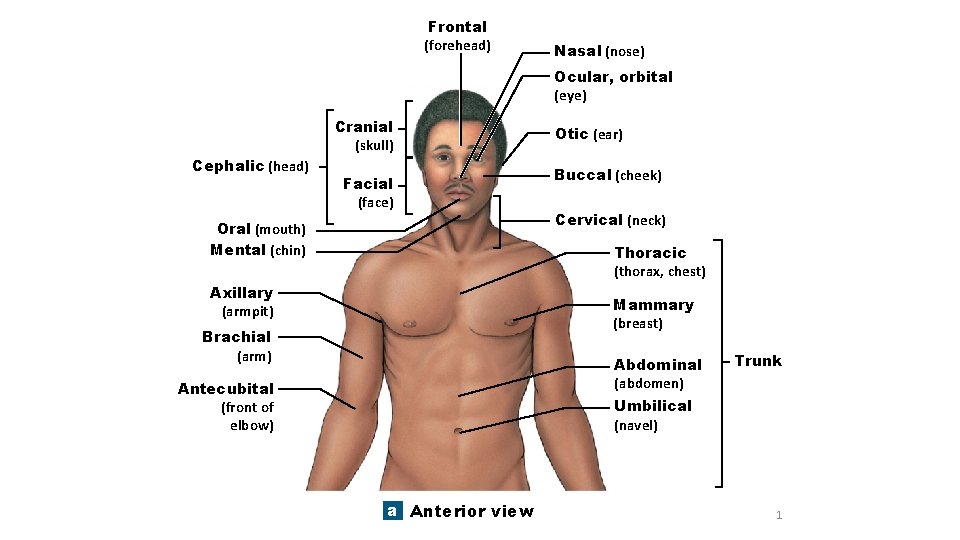 Frontal (forehead) Nasal (nose) Ocular, orbital (eye) Cephalic (head) Cranial (skull) Facial (face) Oral