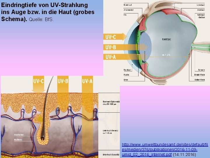 Eindringtiefe von UV-Strahlung ins Auge bzw. in die Haut (grobes Schema). Quelle: Bf. S.