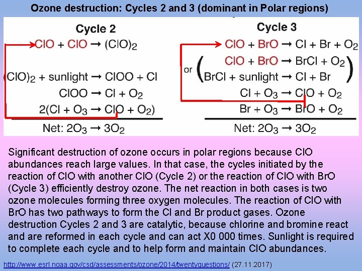 Ozone destruction: Cycles 2 and 3 (dominant in Polar regions) Significant destruction of ozone