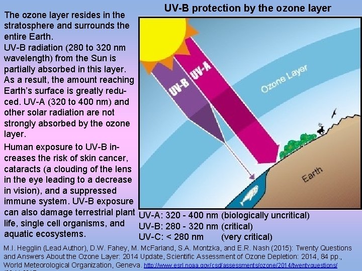 UV-B protection by the ozone layer The ozone layer resides in the stratosphere and