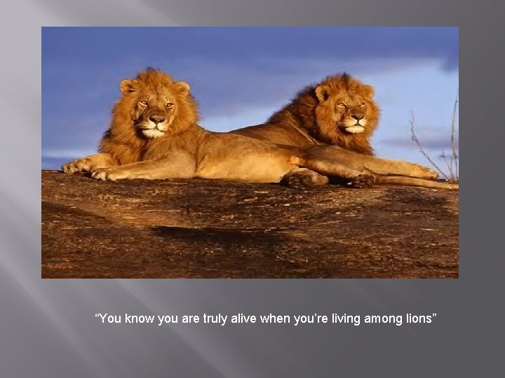 “You know you are truly alive when you’re living among lions” 