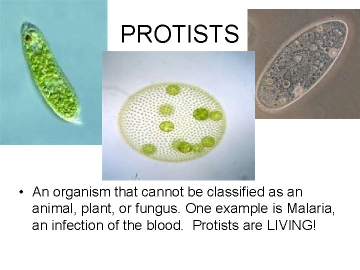 PROTISTS • An organism that cannot be classified as an animal, plant, or fungus.