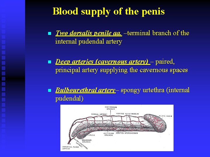 Blood supply of the penis n Two dorsalis penile aa. –terminal branch of the