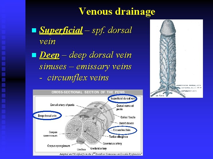 Venous drainage Superficial – spf. dorsal vein n Deep – deep dorsal vein sinuses