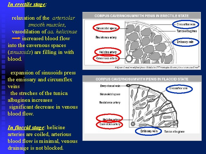 In erectile stage: relaxation of the arteriolar smooth muscles, vasodilation of aa. helicinae increased