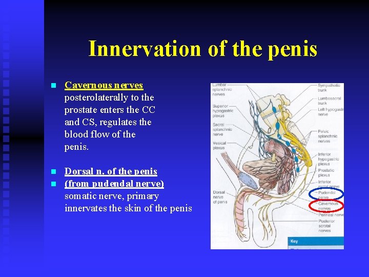 Innervation of the penis n Cavernous nerves posterolaterally to the prostate enters the CC