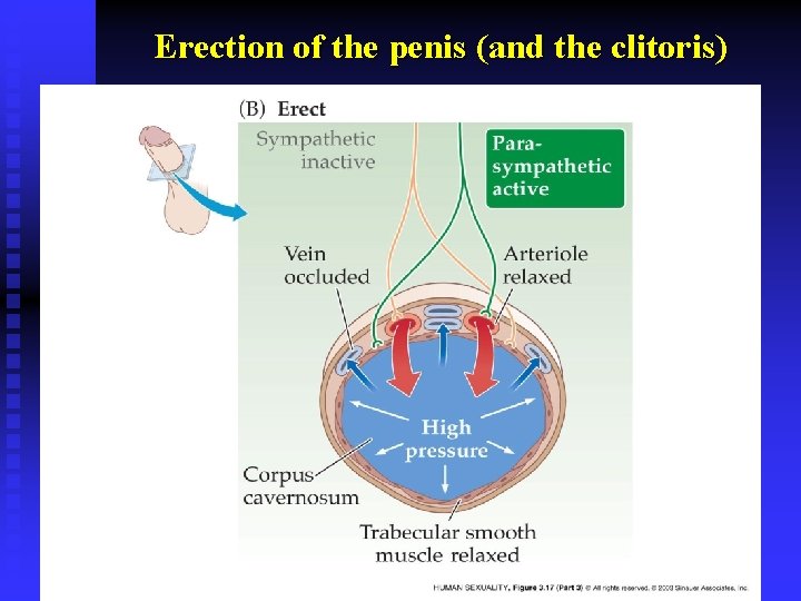 Erection of the penis (and the clitoris) 