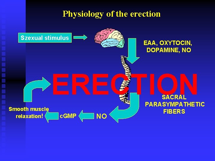 Physiology of the erection Szexual stimulus EAA, OXYTOCIN, DOPAMINE, NO ERECTION Smooth muscle relaxation!