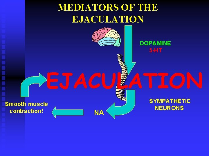 MEDIATORS OF THE EJACULATION DOPAMINE 5 -HT EJACULATION Smooth muscle contraction! NA SYMPATHETIC NEURONS