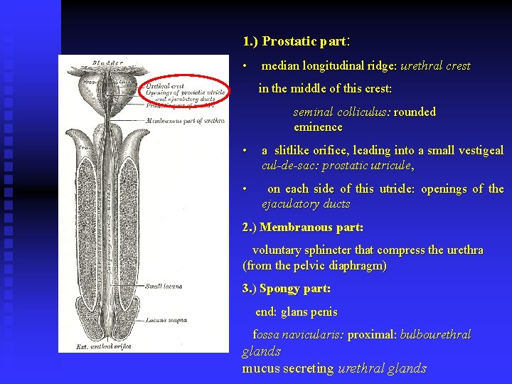 1. ) Prostatic part: • median longitudinal ridge: urethral crest in the middle of