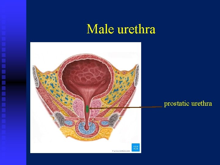 Male urethra prostatic urethra 