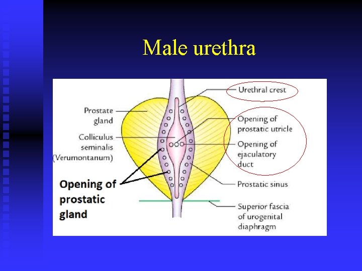 Male urethra 