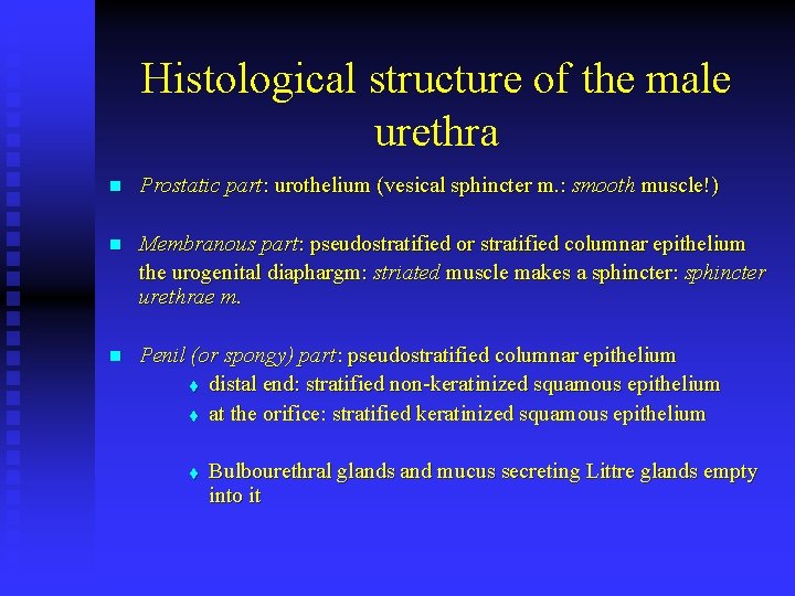 Histological structure of the male urethra n Prostatic part: urothelium (vesical sphincter m. :