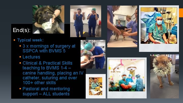 End(s): § Typical week: § 3 x mornings of surgery at SSPCA with BVMS