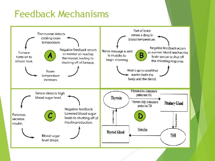 Feedback Mechanisms A B C D 