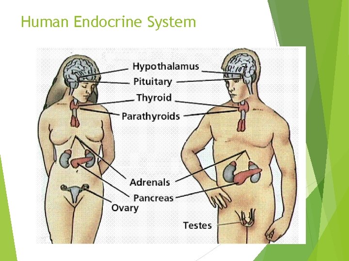 Human Endocrine System 