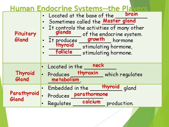 Human Endocrine Systems—the Players Pituitary Gland brain • Located at the base of the