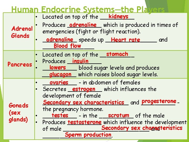 Human Endocrine Systems—the Players kidneys • Located on top of the _____ adrenaline which