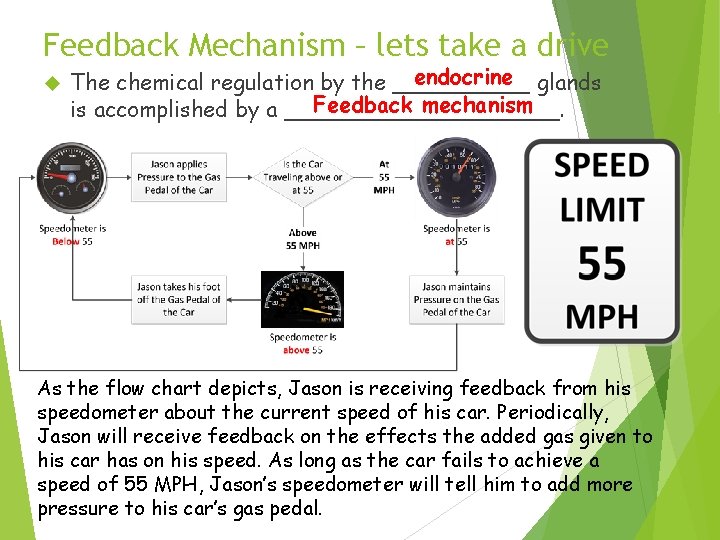 Feedback Mechanism – lets take a drive endocrine glands The chemical regulation by the