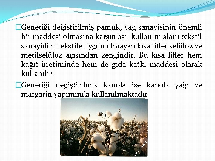 �Genetiği değiştirilmiş pamuk, yağ sanayisinin önemli bir maddesi olmasına karşın asıl kullanım alanı tekstil