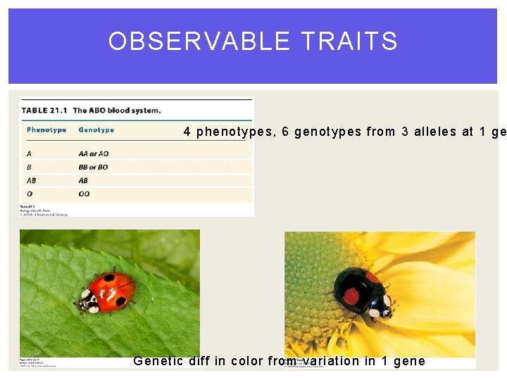 OBSERVABLE TRAITS 4 phenotypes, 6 genotypes from 3 alleles at 1 ge Genetic diff