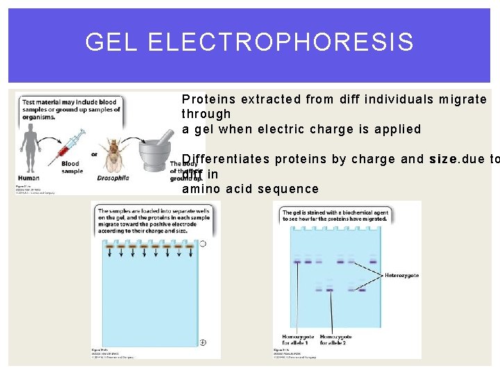 GEL ELECTROPHORESIS Proteins extracted from diff individuals migrate through a gel when electric charge