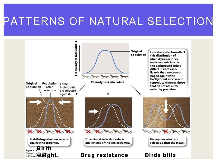 PATTERNS OF NATURAL SELECTION Birth weight Drug resistance Birds bills 