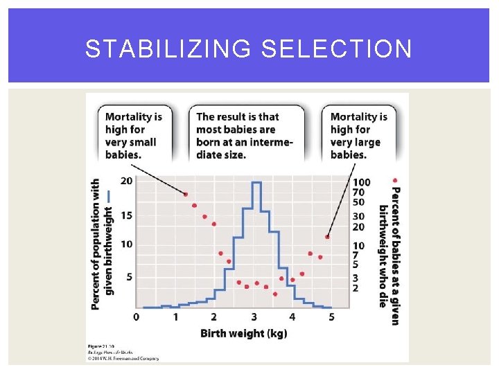 STABILIZING SELECTION 