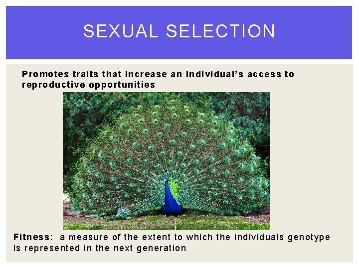 SEXUAL SELECTION Promotes traits that increase an individual’s access to reproductive opportunities Fitness: a