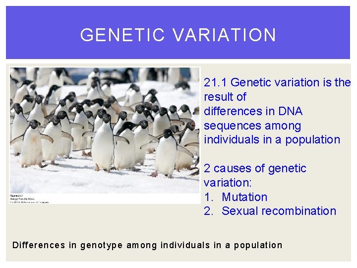 GENETIC VARIATION 21. 1 Genetic variation is the result of differences in DNA sequences