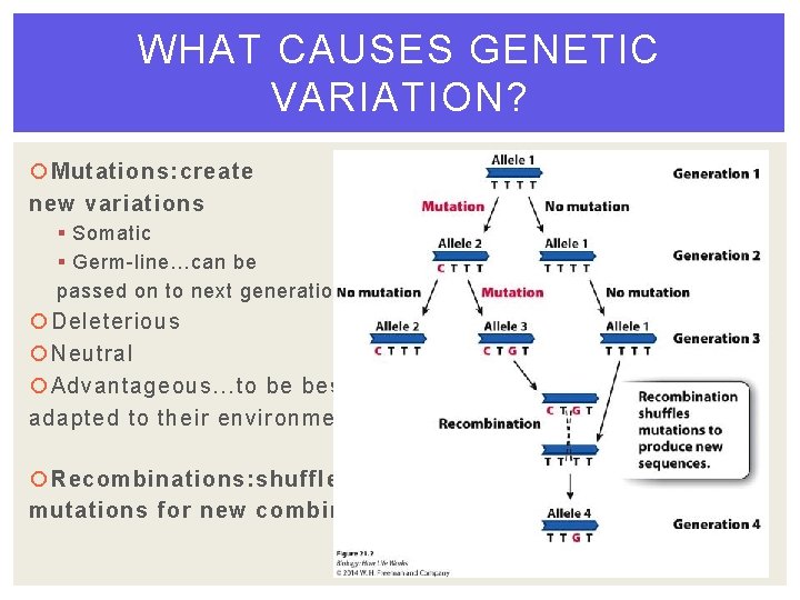 WHAT CAUSES GENETIC VARIATION? Mutations: create new variations § Somatic § Germ-line…can be passed