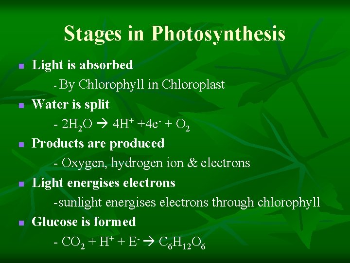 Stages in Photosynthesis n n n Light is absorbed - By Chlorophyll in Chloroplast