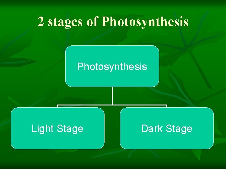 2 stages of Photosynthesis Light Stage Dark Stage 