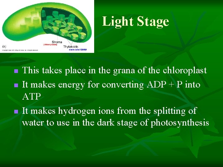 Light Stage n n n This takes place in the grana of the chloroplast