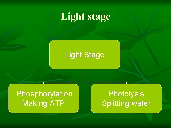 Light stage Light Stage Phosphorylation Making ATP Photolysis Splitting water 