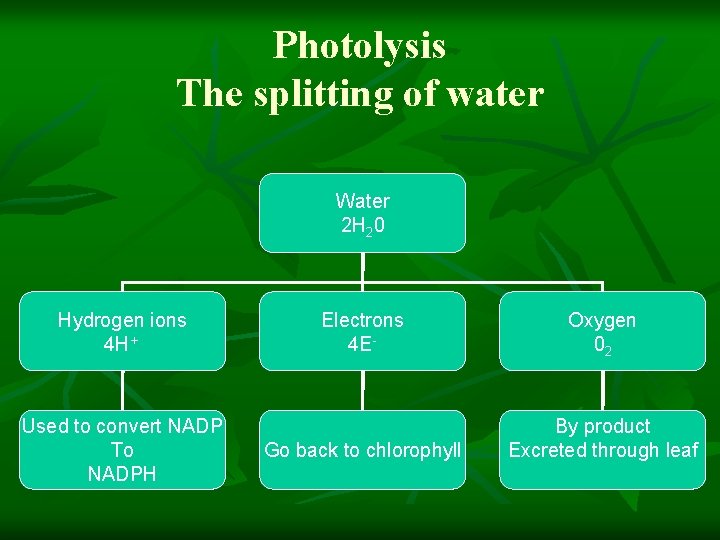 Photolysis The splitting of water Water 2 H 20 Hydrogen ions 4 H+ Used