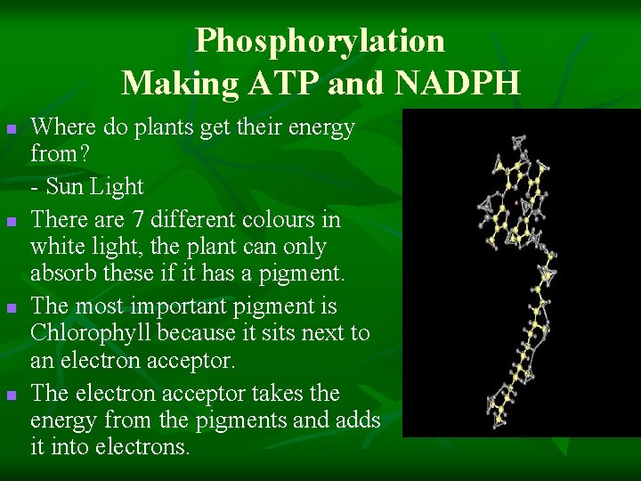 Phosphorylation Making ATP and NADPH n n Where do plants get their energy from?