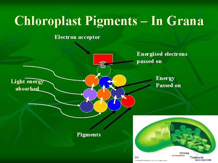 Chloroplast Pigments – In Grana Electron acceptor Energised electrons passed on Energy Passed on