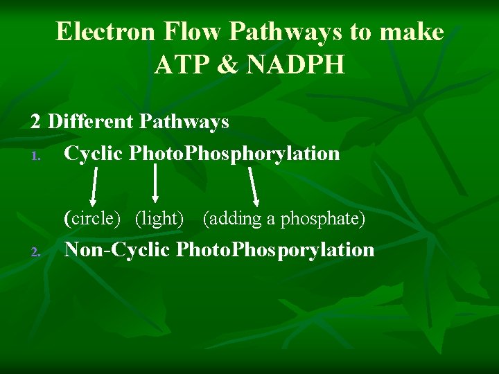 Electron Flow Pathways to make ATP & NADPH 2 Different Pathways 1. Cyclic Photo.