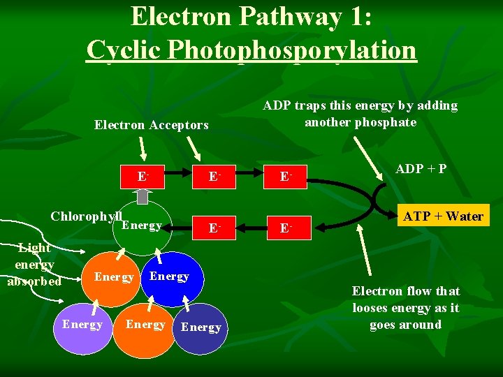 Electron Pathway 1: Cyclic Photophosporylation ADP traps this energy by adding another phosphate Electron