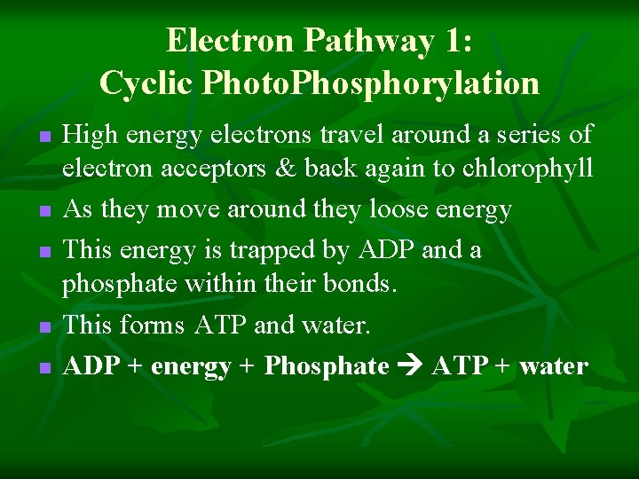 Electron Pathway 1: Cyclic Photo. Phosphorylation n n High energy electrons travel around a