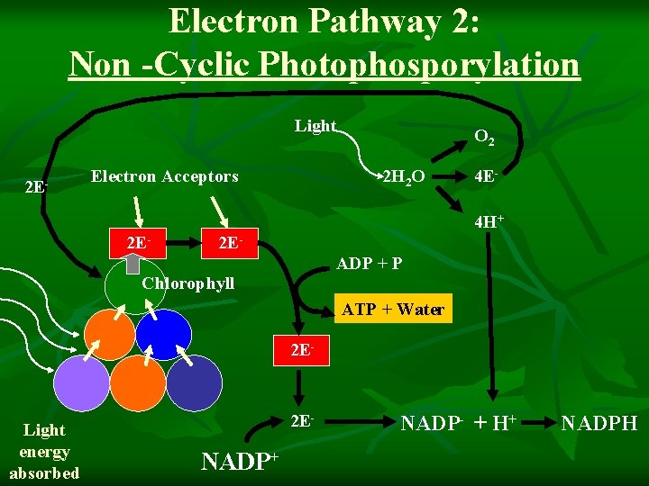 Electron Pathway 2: Non -Cyclic Photophosporylation Light 2 E- Electron Acceptors O 2 2