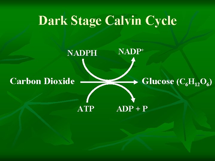 Dark Stage Calvin Cycle NADPH Carbon Dioxide NADP+ Glucose (C 6 H 12 O