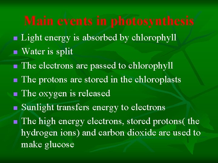 Main events in photosynthesis n n n n Light energy is absorbed by chlorophyll