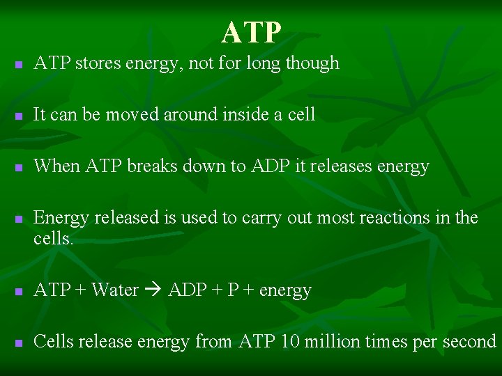 ATP n ATP stores energy, not for long though n It can be moved