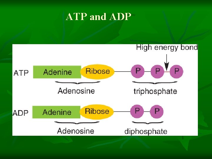 ATP and ADP 