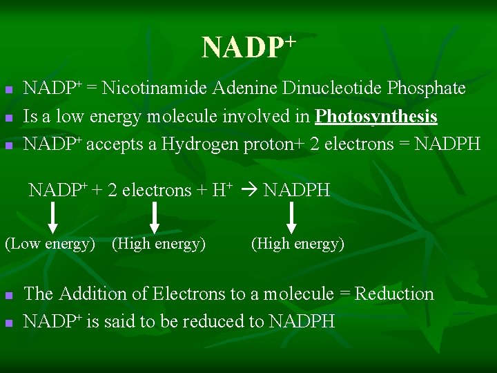 NADP+ n n n NADP+ = Nicotinamide Adenine Dinucleotide Phosphate Is a low energy